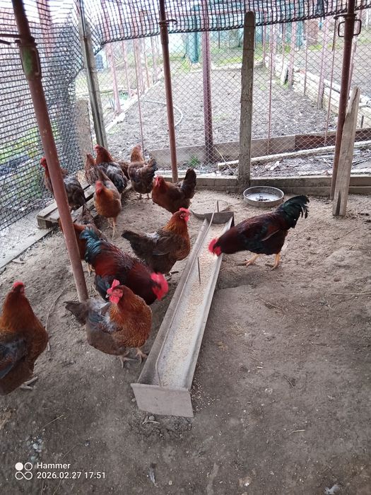 Оплодени яйца от катунки