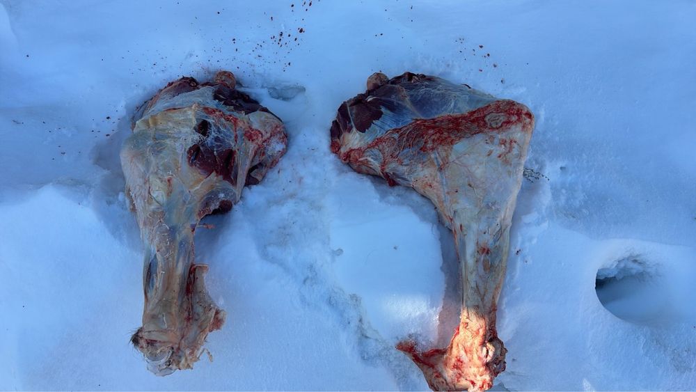 продам мясо для собак