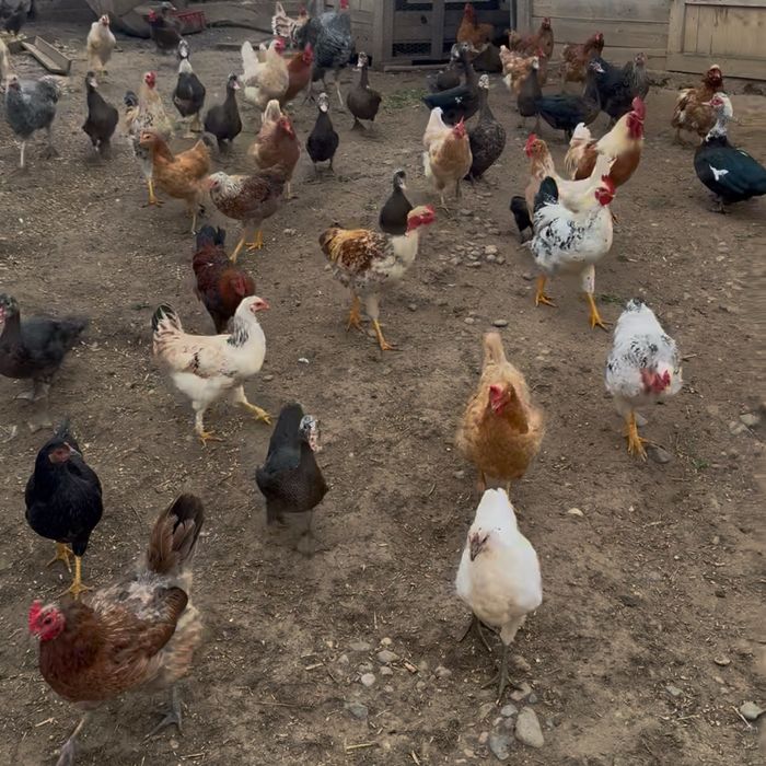 Oua  de gaina  BIO pentru incubat sau consum