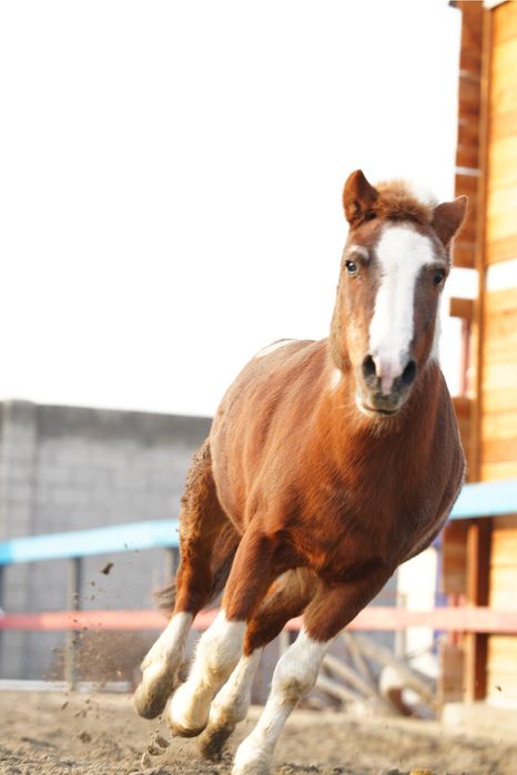 От пони айгир сотилади