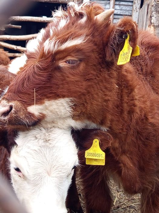 Продам телят, бычков и коров стельных.