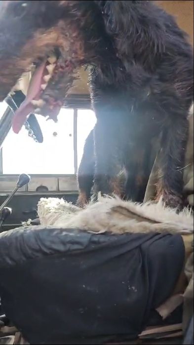 Ягдтерьер и Фокстерьер.