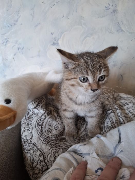 Отдам даром котёнка .девочка