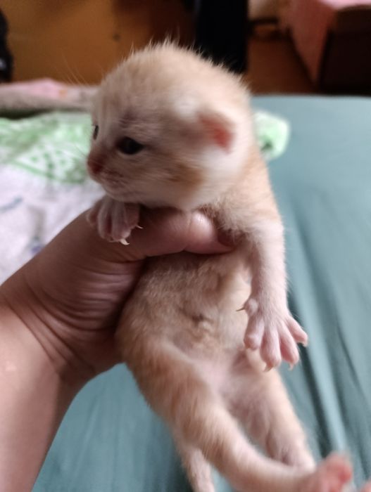 котята шотландские