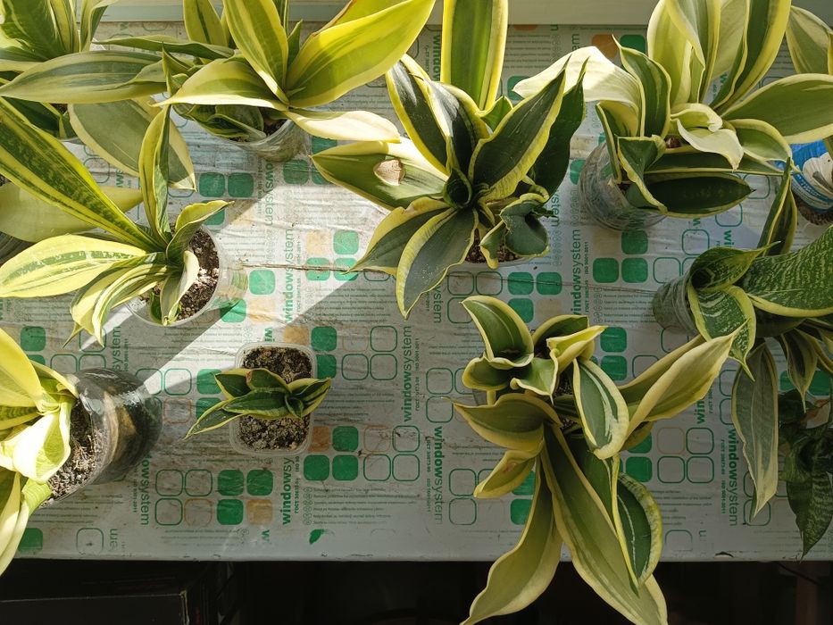 Сансевиерии, обмен