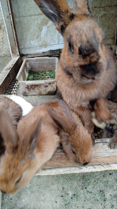 Продам крольчат 6 штук