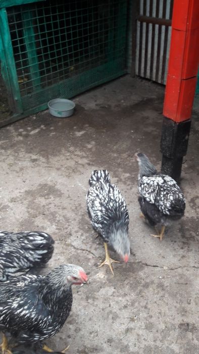 De vânzare,cocoși wyandote argintiu.