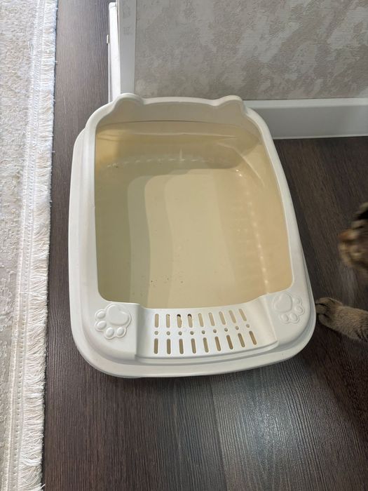 Для котенка бесплатно