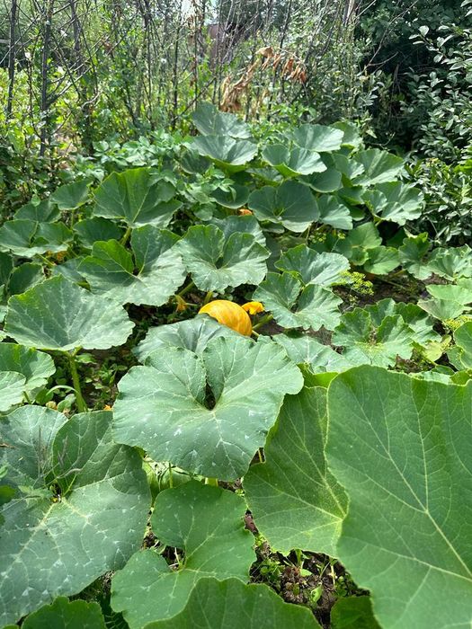 ДАЧА по Красный яр