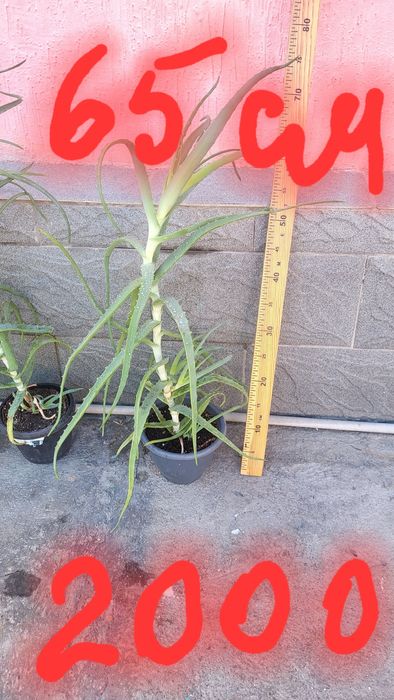 Продам алоэ много летний