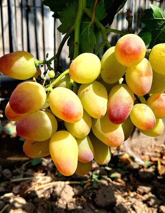 Vîtă de vie, corzi altoi