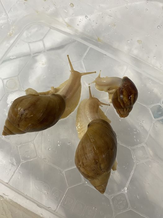 Ахатинский Улитки