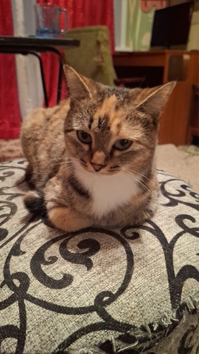 Кошка Клякса ищет дом