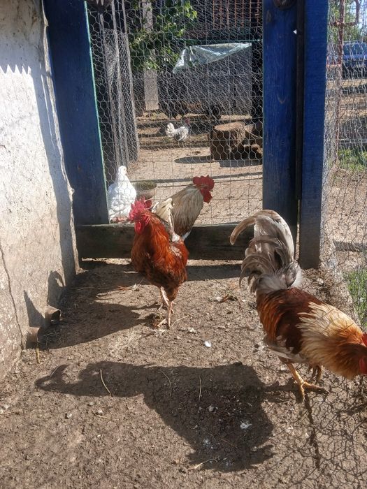 Cocoși rasă mixtă
