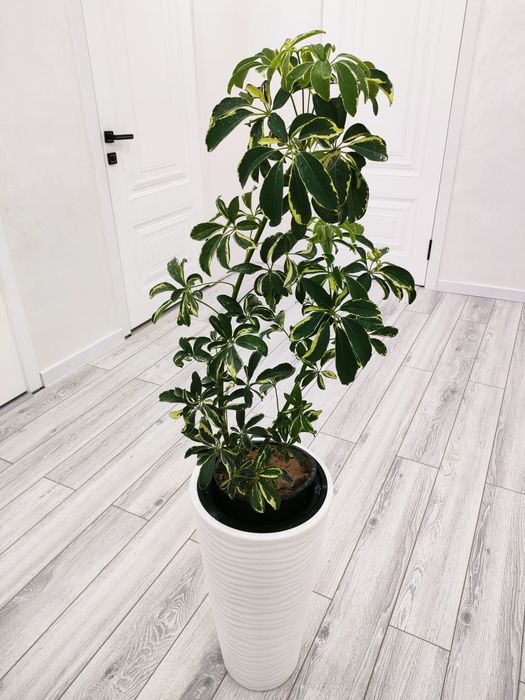 Комнатные цветы, доставка