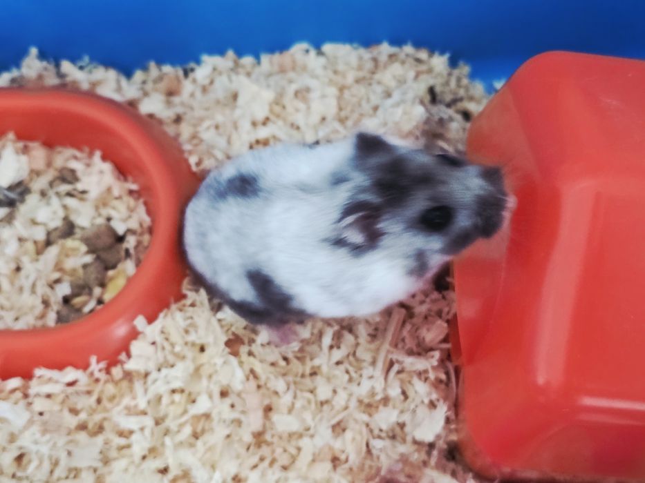 Hamster gri cu alb