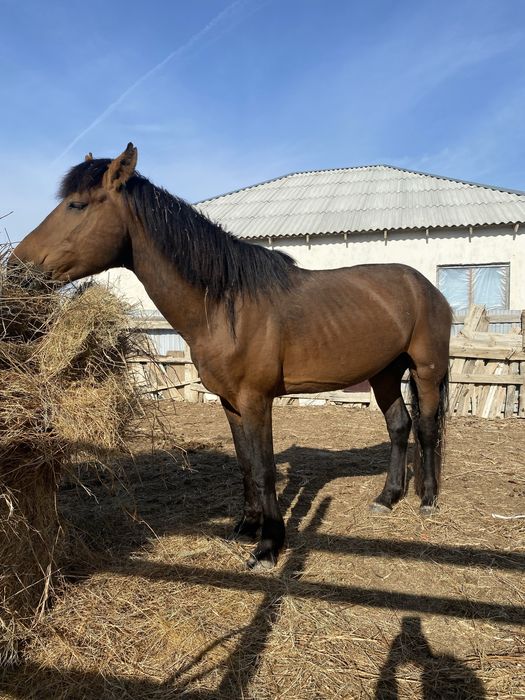 Жылкы сатылады айғыр семіз союға