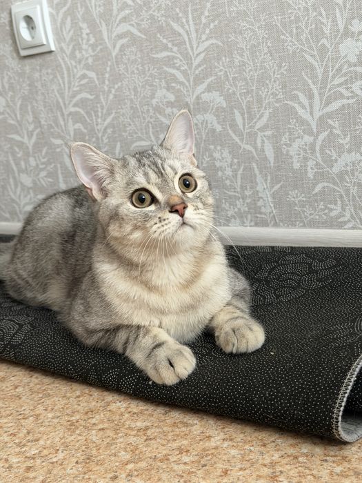 Котенок 7 месяцев