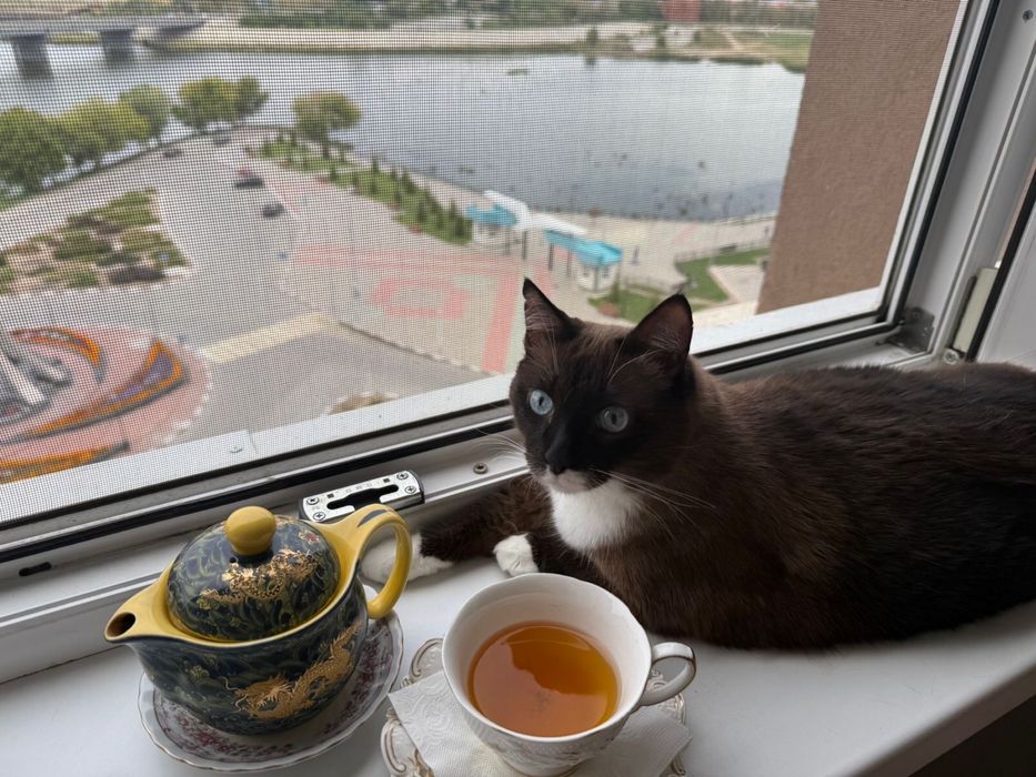 Любимого котика в добрые руки