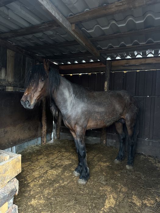 Продам  жеребца Айгыр