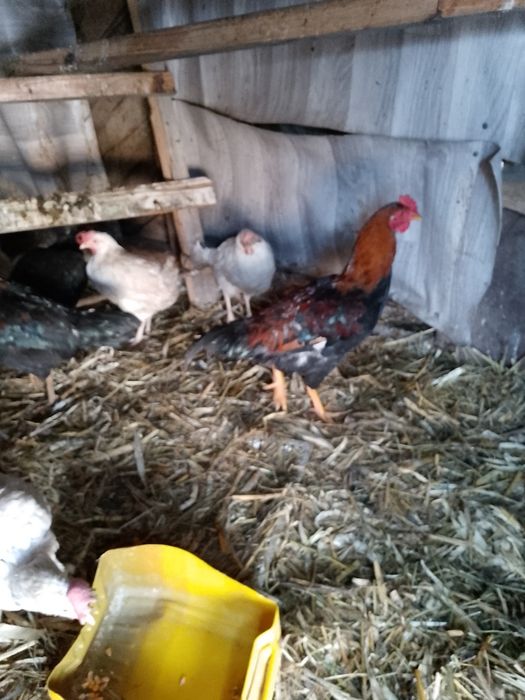 Продам курей несушки и даканки