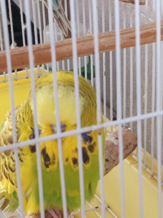 Продам попугаев с клеткой