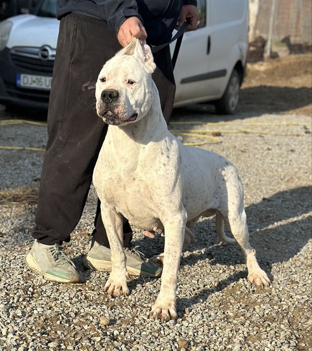 Mascul dog argentinian dogo argentino