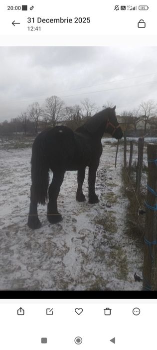 Vând mânz 1 an și 7 luni  provine din cai buni