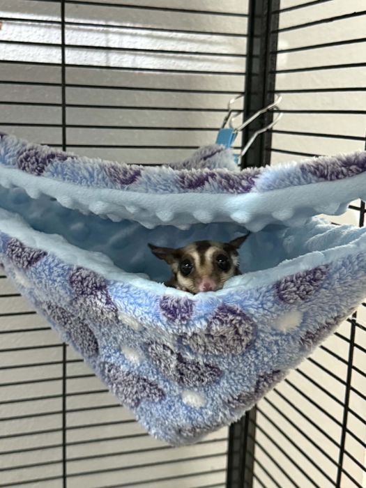 Veverita zburatoare- Sugar Glider