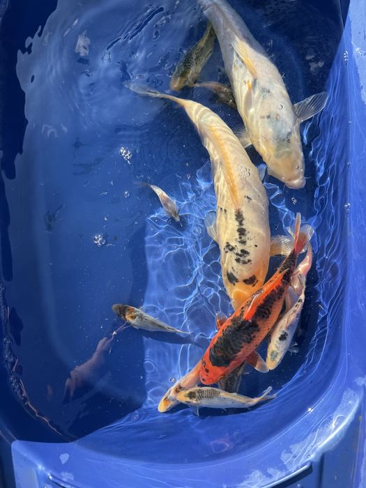 Crapi koi japonezi