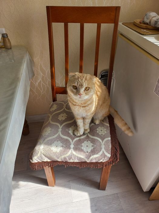 Домашние животные