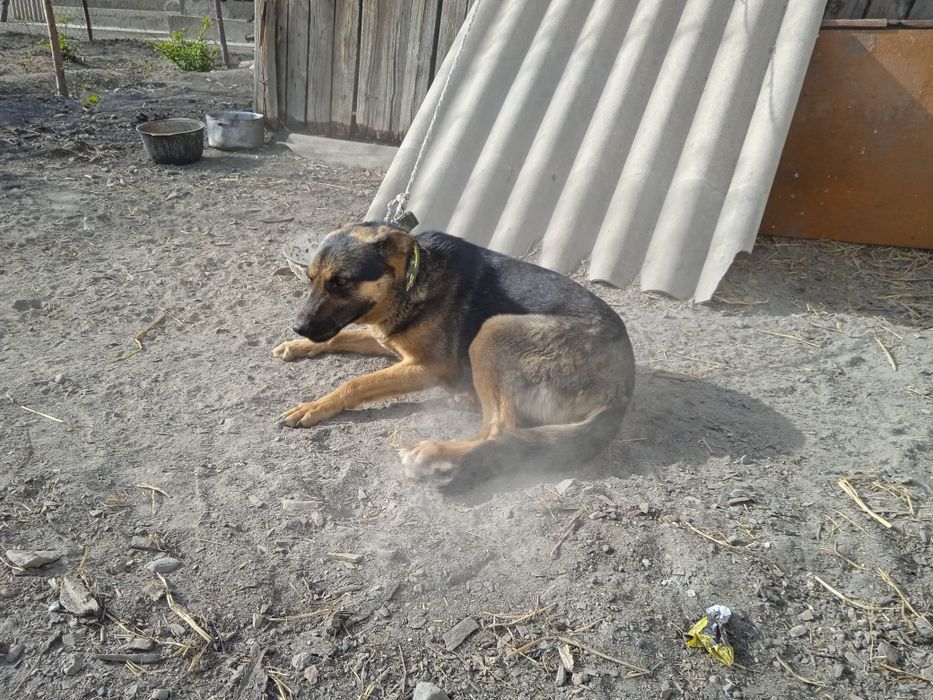 Продаются европеицткие овчарки