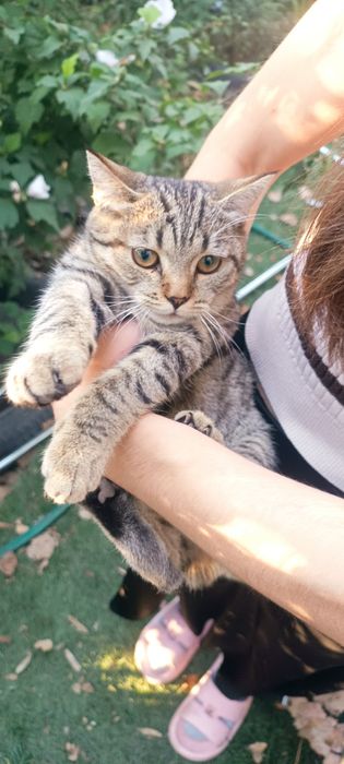 Девочка в добрые руки