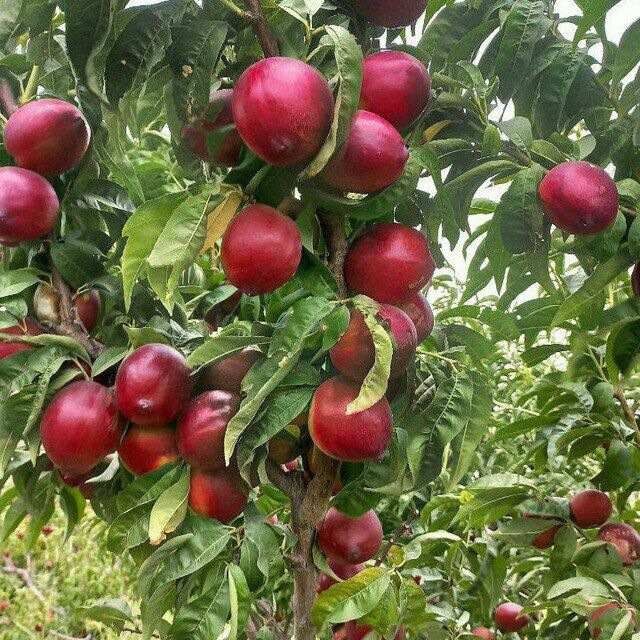 Мевали дарахтлар кучатлари