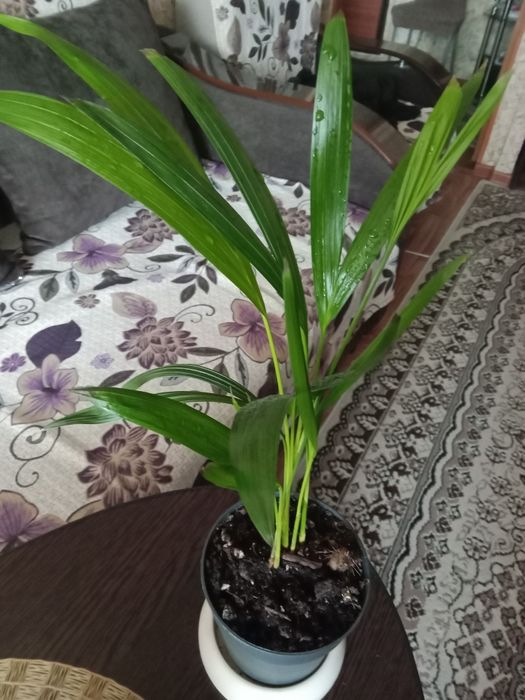 Дипсис пальма продам