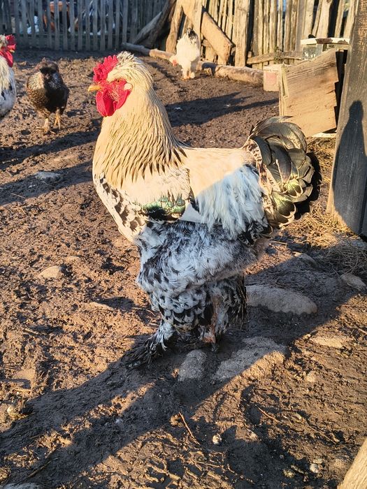 Ouă pentru incubat, găini moțate și bărboase.gainile sunt vaccinate.