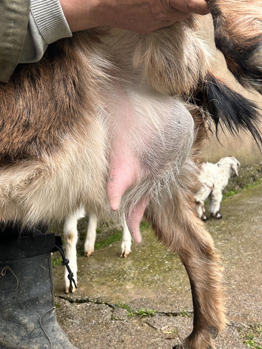 Ешкі егіз лағымен