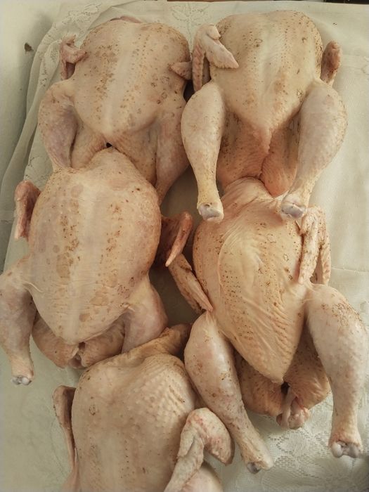 Продам домашних,свежих бролеров