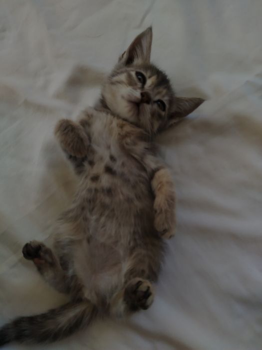Котята очень милые