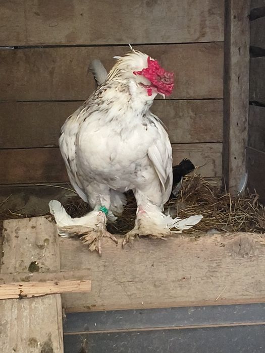 Cocosel struma bantam 2025