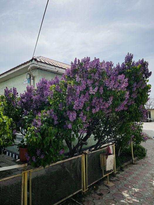 Сирен цветы гүлдері актау