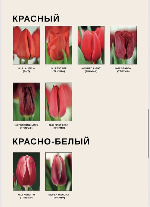 Тюльпаны пиновидные тюльпаны