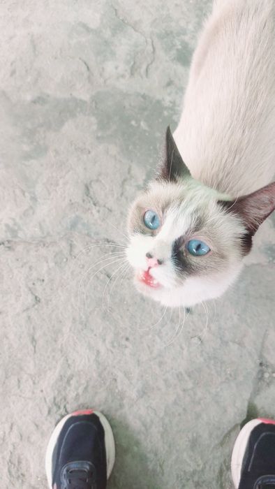 Котенок девочка бесплатно