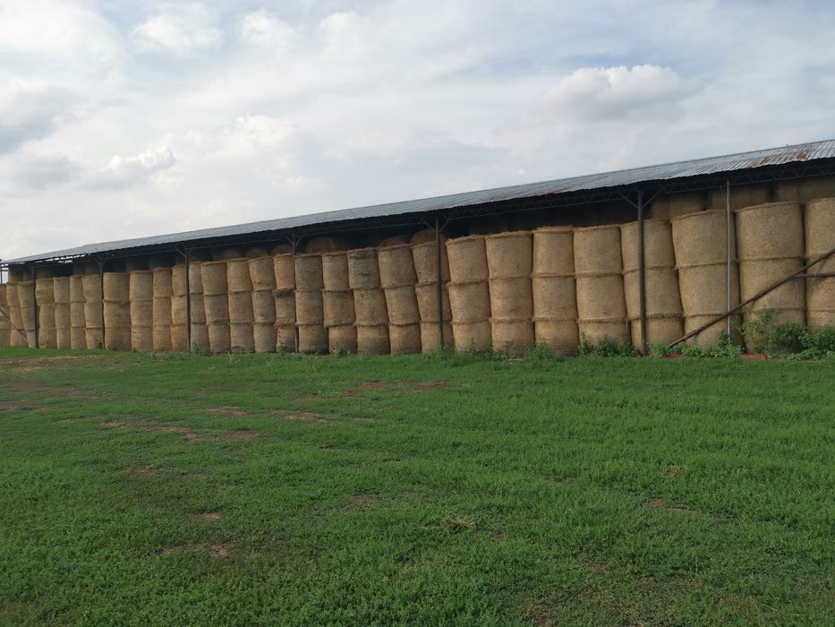 Baloți de lucernă de vânzare