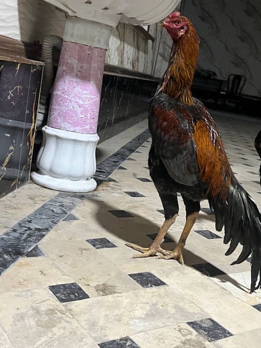 Xoʻroz sotiladi iyunniki 350ming