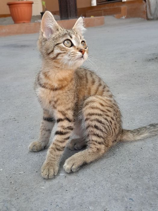 Tezda arzonga sotip yuboramiz