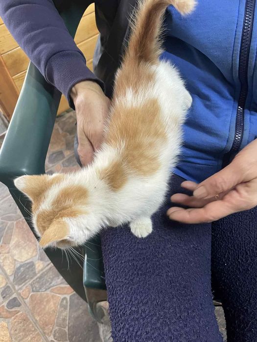 Подарявам котенца