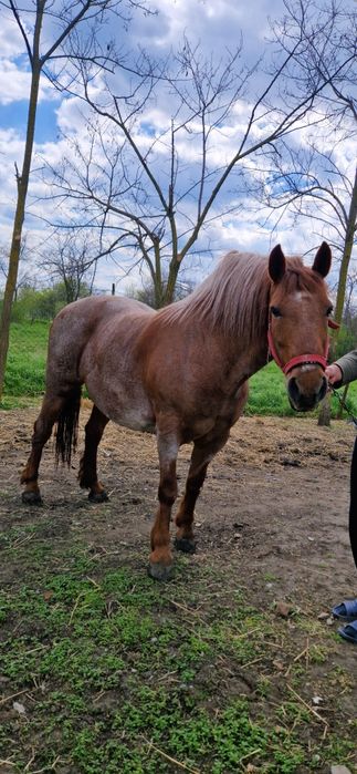 Vand iapa metis lipitan, mama semigreu-tatal linie Napoletano