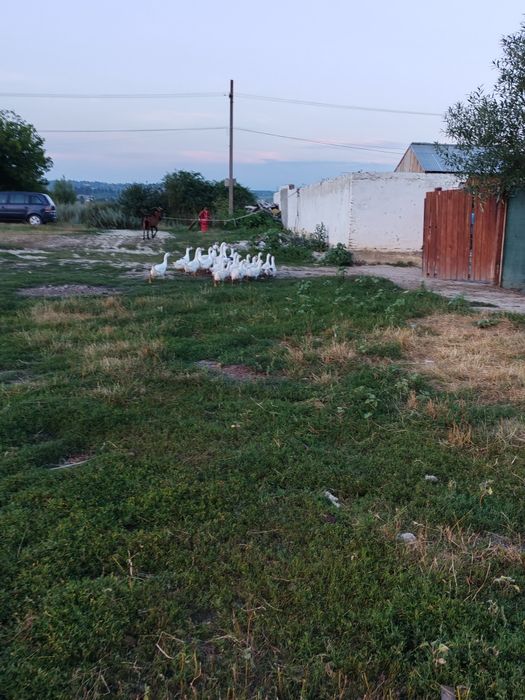 Gâște de vânzare