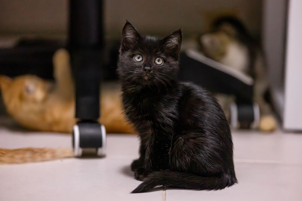 Котенок в добрые руки